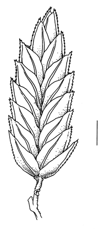 Eragrostis cilianensis, spikelet