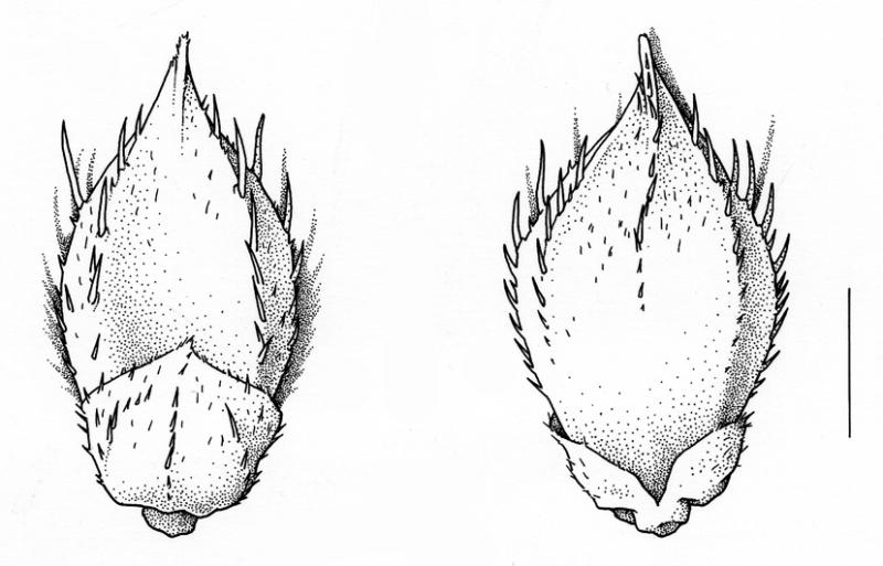 Echinochloa crus-galli, spikelet, awn absent - Drawing S.Bellanger