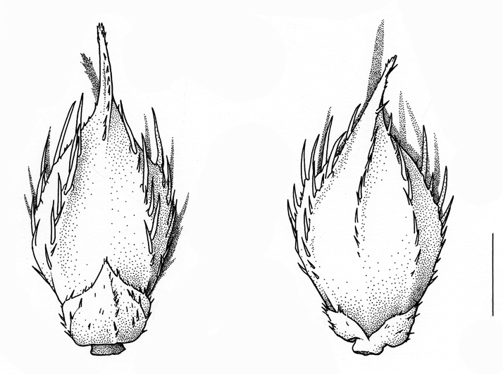 Echinochloa crus-galli, spikelet, short awn - Drawing S.Bellanger