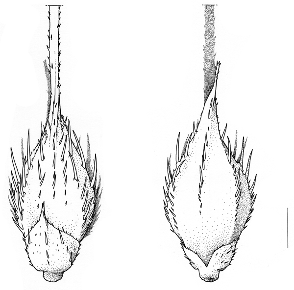 Echinochloa crus-galli, spikelet, long awn - Drawing S.Bellanger