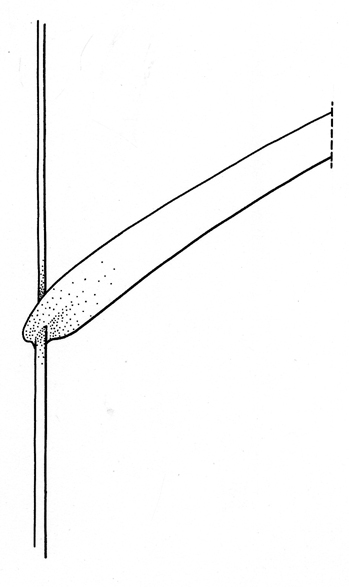 Echinochloa_crus-galli, leaf - Drawing S. Bellanger