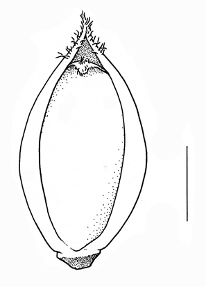 Echinochloa crus-galli, lemma - Drawing S.Bellanger