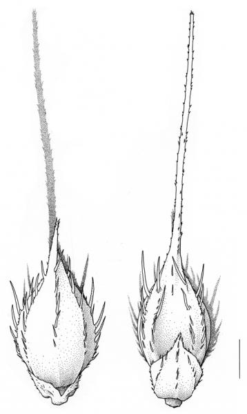 Echinochloa crus-galli, spikelet, medium awn - Drawing S.Bellanger