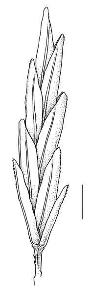 Eragrostis curvula, spikelet - Drawing S.Bellanger