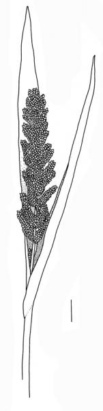 Echinochloa esculenta, inflorescence - Drawing S.Bellanger