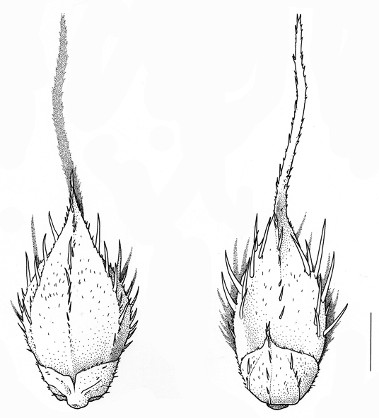 Echinochloa muricata, spikelet awned, not or only moderately spreading- Drawing S.Bellanger