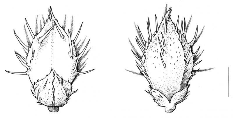 Echinochloa muricata, spikelet unawned, bristles spreading- Drawing S.Bellanger