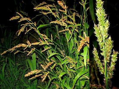 Echinochloa crus-galli, Sint-Maria-Horebeke, July 2010, W. Van Heddegem