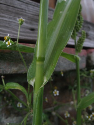 Echinochloa frumentacea, Mol, October 2008, R. Barendse.