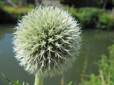 Echinops exaltatus, Yvoir, border of riverlet Bocq, July 2010, F. Hela 