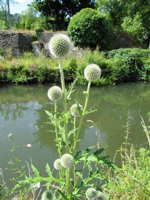 Echinops exaltatus, Yvoir, border of riverlet Bocq, July 2010, F. Hela