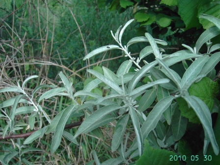 Leaves of Elaeagnus angustifolia by Filip Verloove