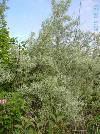 A shrub of Elaeagnus angustifolia by Filip Verloove