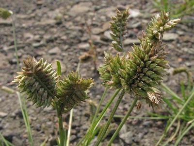 Eleusine tristachya, Melle (Gent), by railway track, August 2009, W. Vercruysse.