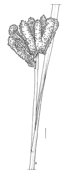 Eleusine coracana, inflorescence - Drawing S.Bellanger
