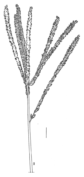 Eleusine indica, inflorescence - Drawing S.Bellanger