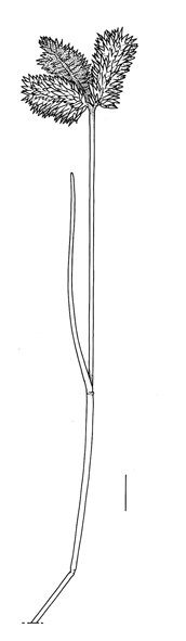 Eleusine tristachya, inflorescence - Drawing S.Bellanger