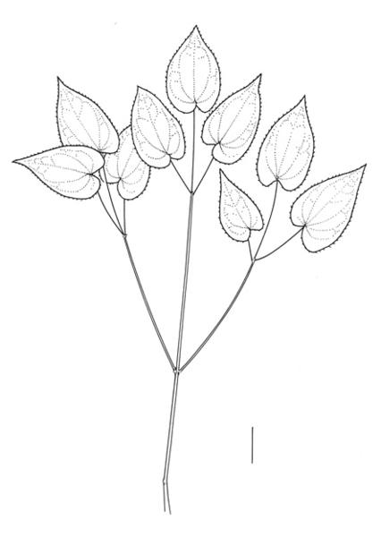 Epimedium alpinum by Sven Bellanger