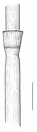 Equisetum hyemale