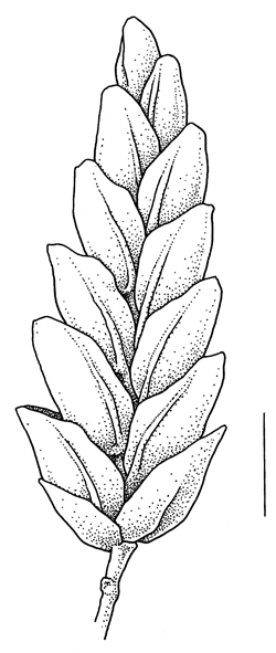 Eragrostis minor, spikelet - Drawing S.Bellanger