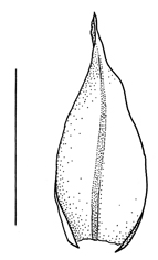 Eragrostis minor, glume - Drawing S.Bellanger