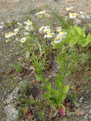 Erigeron annuus, Gent, wasteland, July 2009, F. Verloove