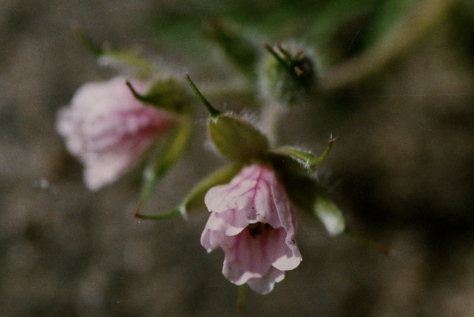  Erodium stephanianum, Antwerpen, port (Amerikadok), pavement in front of Samga grain stores, September 1997, F. Verloove 