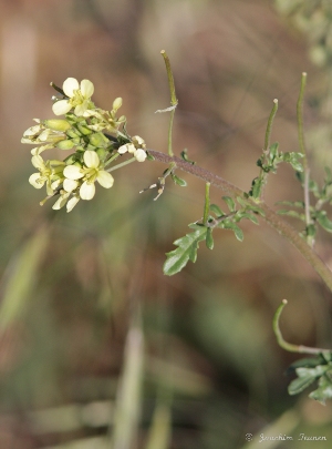 Erucastrum gallicum, Gent, port area, roadside near grain storage, May 2011, J. Teunen