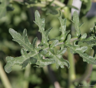 Erucastrum gallicum, Gent, port area, roadside near grain storage, May 2011, J. Teunen