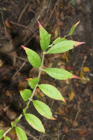 Euonymus alatus, Balen (Mol), ditch, October 2011, R. Barendse