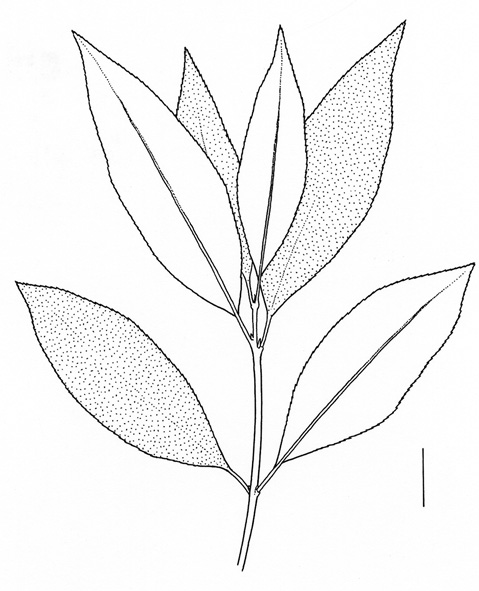 Euonymus europaeus