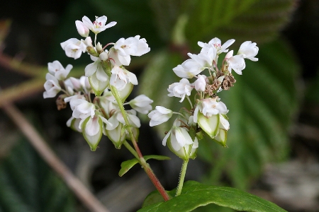 Fagopyrum esculentum, Couthuin, August 2011, P. Vanmeerbeeck