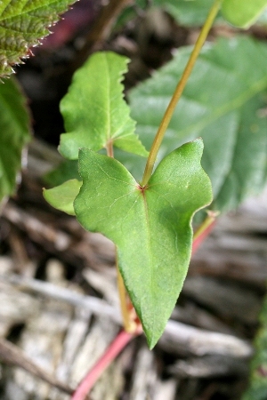 Fagopyrum esculentum, Couthuin, August 2011, P. Vanmeerbeeck