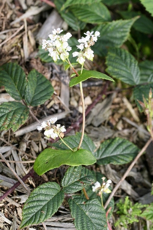 Fagopyrum esculentum, Couthuin, August 2011, P. Vanmeerbeeck