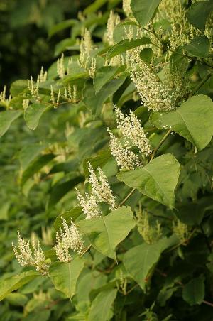 Reynoutria japonica, Antwerpen, Hobokense Polder, July-August 2007, L.  Janssen