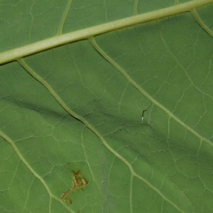 Reynoutria sachalinensis, Vrasene (Beveren), July 2009, R. De Vlaeminck