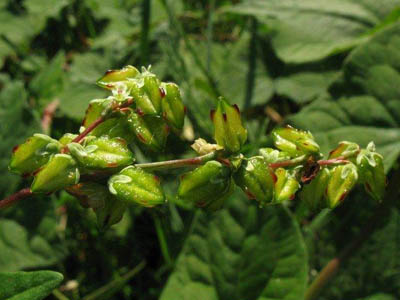Fagopyrum tataricum, Balen (Schepsveld), September 2008, R. Barendse.