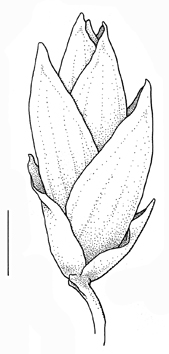 Glyceria canadensis, spikelet - Drawing S.Bellanger