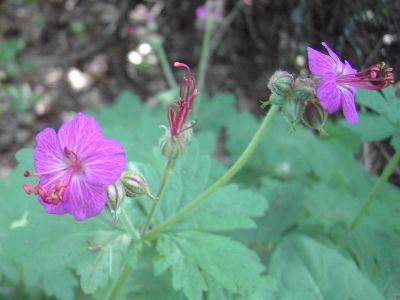  Geranium macrorrhizum, Koksijde, coastal woodland, May 2010, F. Verloove 