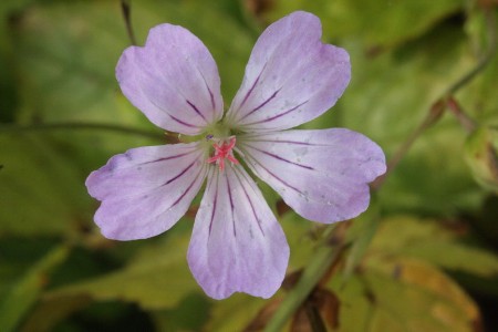 Geranium nodosum, Tongeren, old wall, August 2011, R. Barendse 