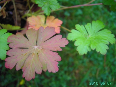 Geranium x cantabrigiense, Flobecq (La Houppe), former sandpit, June 2010, F. Verloove