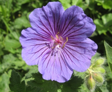 Geranium x magnificum, Gent, Bourgoyen-Ossemeersen, grassland, May 2011, A.  De Rycke