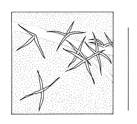 Hedera hibernica, lamina detail - Drawing by S.Bellanger