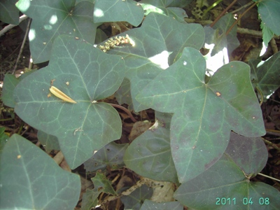 Hedera hibernica, Knokke, Koningsbos, woodland in coastal dunes, April 2011, F. Verloove 