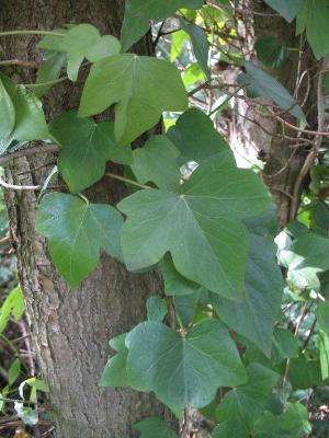 Hedera maroccana, Lummen, wood margin, September 2010, R. Barendse.