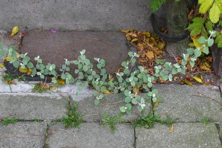 Helichrysum petiolare, Edegem (Antwerpen), pavement weed, October 2008, E. Molenaar