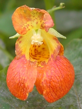 Impatiens capensis, Nijlen, border of Netekanaal, October 2009, F. Verloove