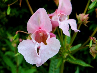 Impatiens glandulifera, Melden (Oudenaarde), track near woodland, August 2009, W. Van Heddegem