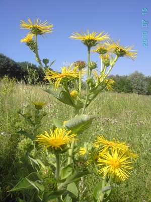 Inula helenium, Rekkem (Menen), talus slope along river Leie, July 2010, F. Verloove