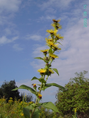 Inula racemosa, Kortrijk, railway siding, August 2008, F. Verloove 